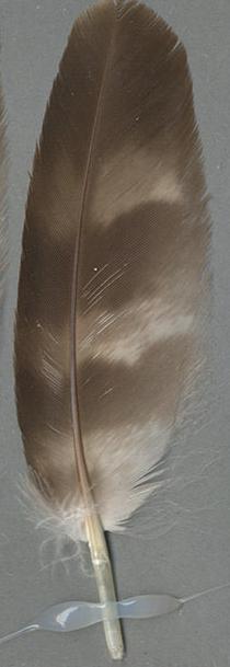 Sample feather 1