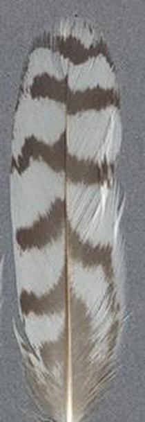 Sample feather 3